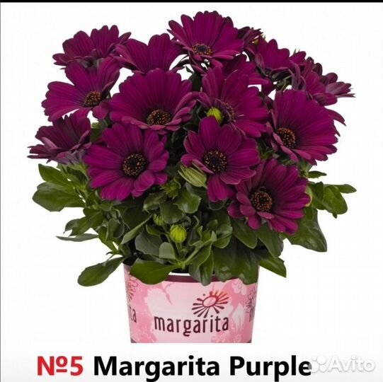 Лобелия, остеоспермум, ипомея и биденс