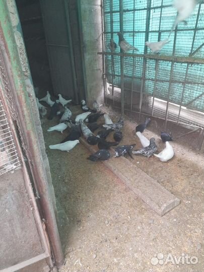 Продажа голубей