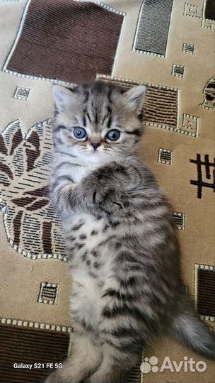 Шотландская