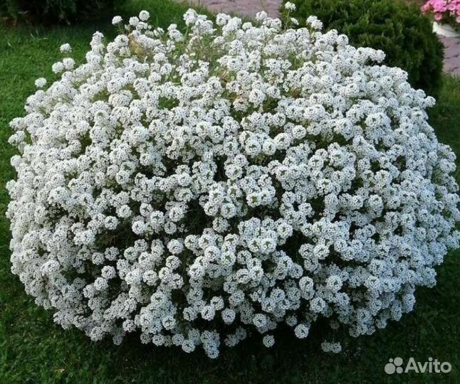 Доставка Алиссум Сноу Принцесс вегетативный и др