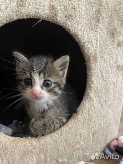 Кошка в дар