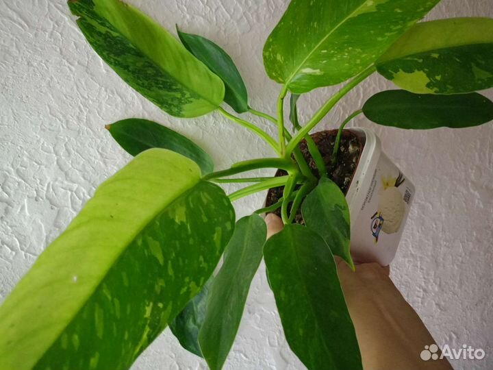 Филодендрон Имбе Вайт марбл