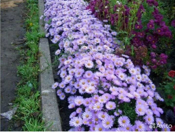 Хризантема