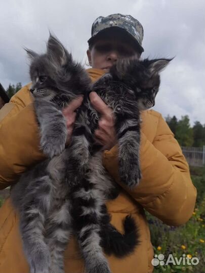 Котята мейн-кун
