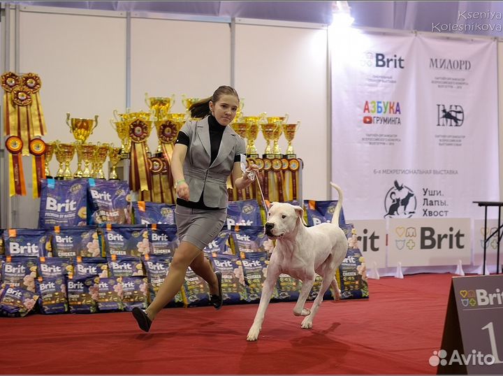 Хендлер, показ на выставке
