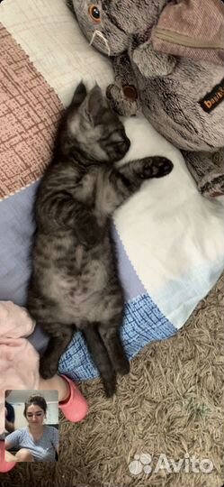 Отдам котика в добрые руки