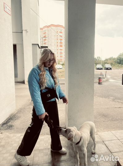 Кабель лабрадор