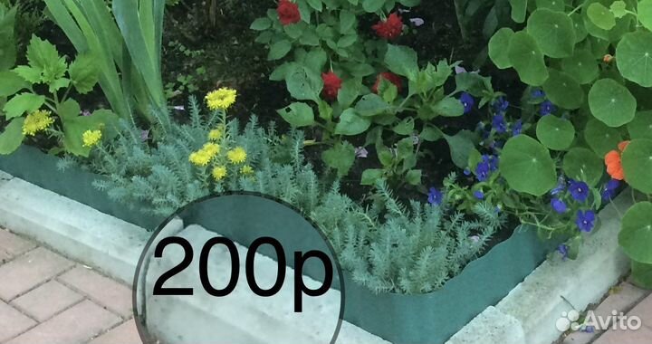 Почвопокровные растения, делёнки 15:15см