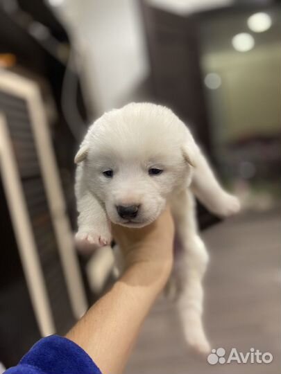 Западно сибирская лайка