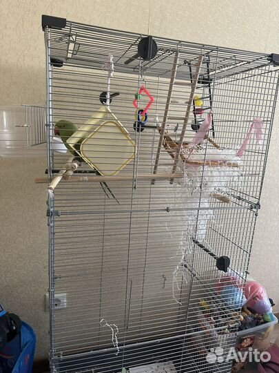 Ожереловый (индийский кольчатый)