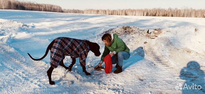 Одежда для собак