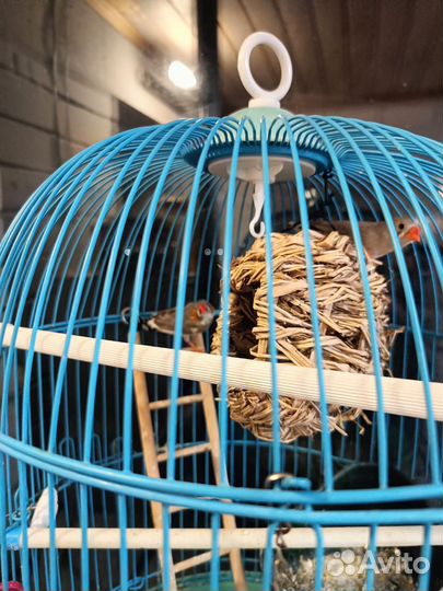 Зебровые амадины