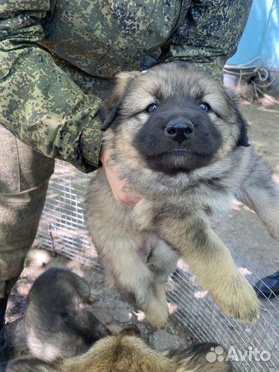 Отдам в добрые руки