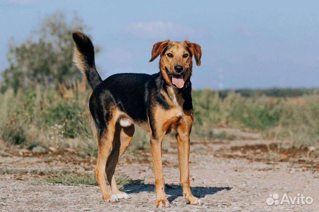 Молодой пёс кобель ищет семью