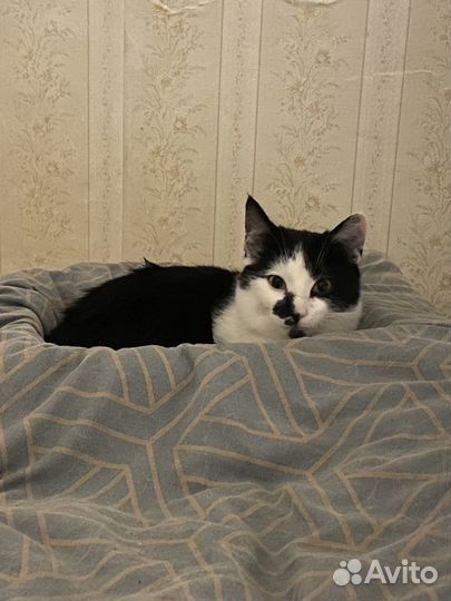 Кот в добрые руки