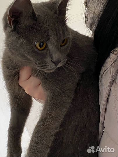 Кошки в добрые руки