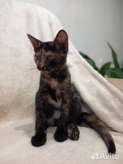 Котята в дар бесплатно