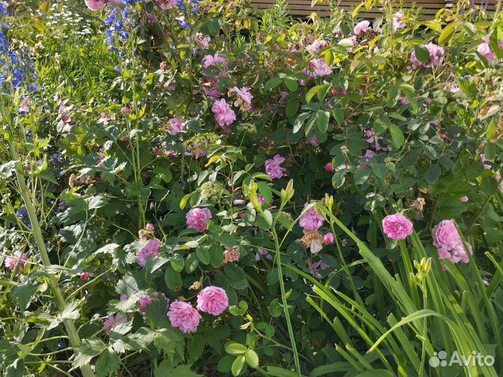 Чайная роза, пузыреплодник