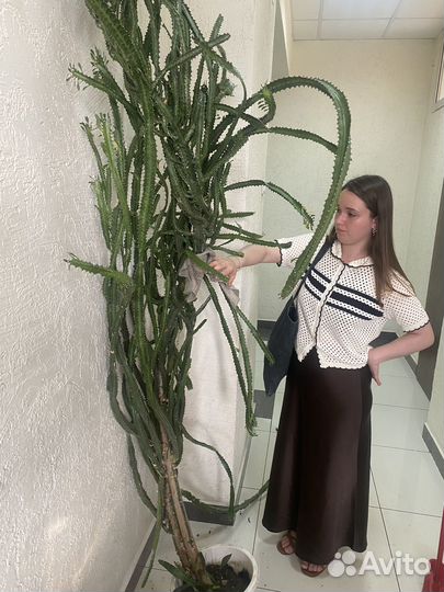 Тропический гигантский кактус