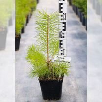 Саженцы Сосны / Сосна обыкновенная / Хвойные Саженцы Саженцы P9 зкс