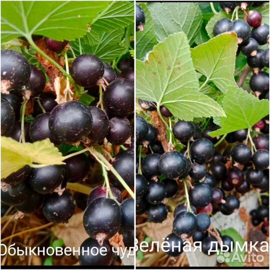 Саженцы Смородины зкс