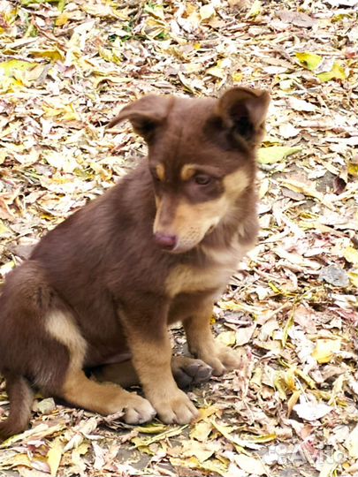 Собаки щенки