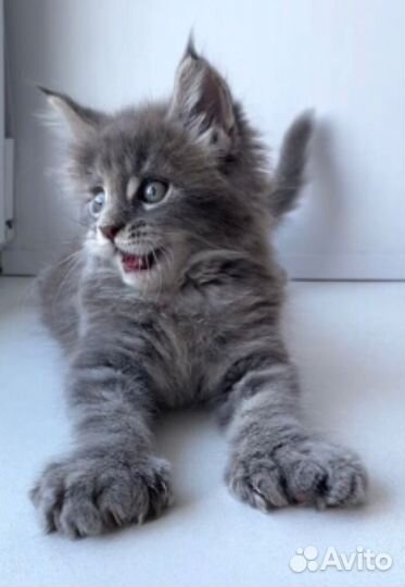 Котята мейн-кун полидакты и вязка