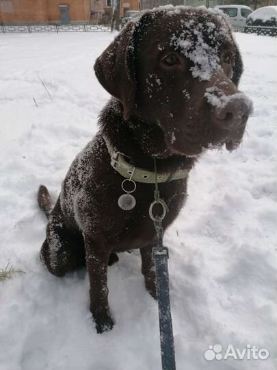 Выгул собак и передержка. Колпино