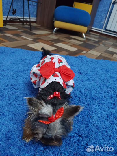 Йоркширский терьер