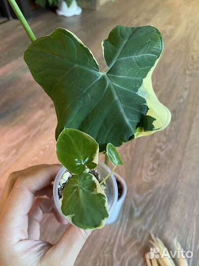 Ксантозома микки маус