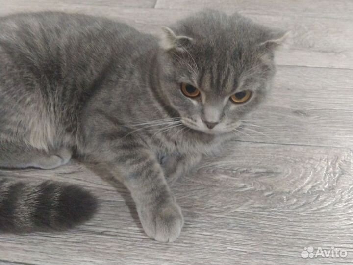 Британская вислоухая