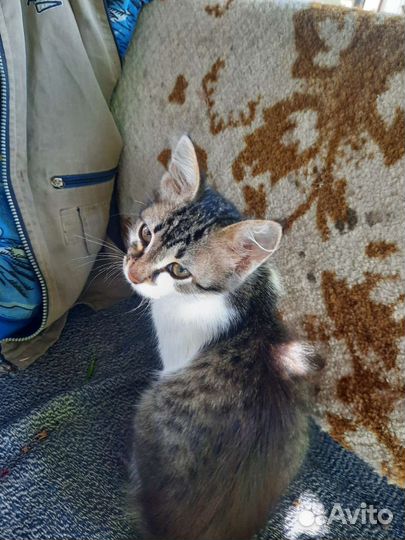 Котенок