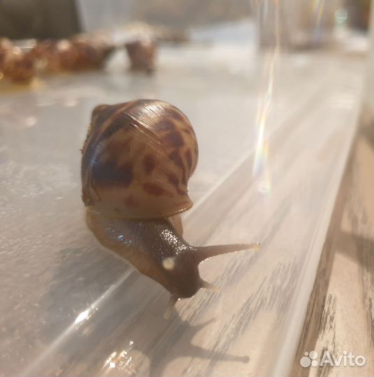 Улитки ахатина ретикулята