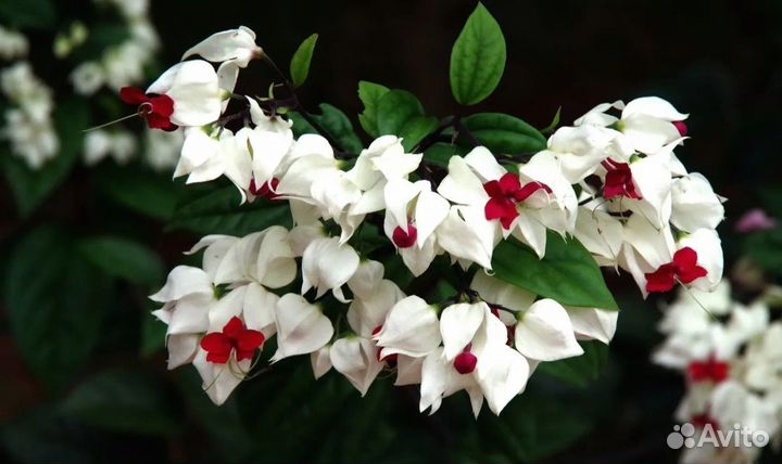 Клеродендрум томпсон