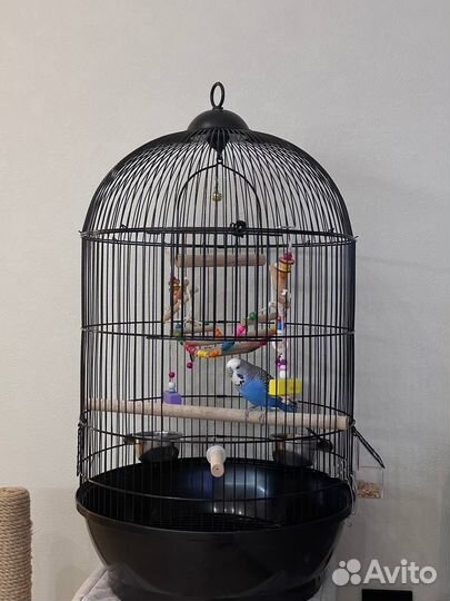 Волнистый попугай чех