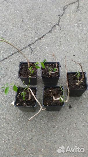 Саженцы Глициния крупнокистевая Blue Moon