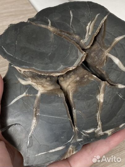 Септария 13*11*4 см срез, минерал природный