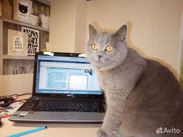 Британская