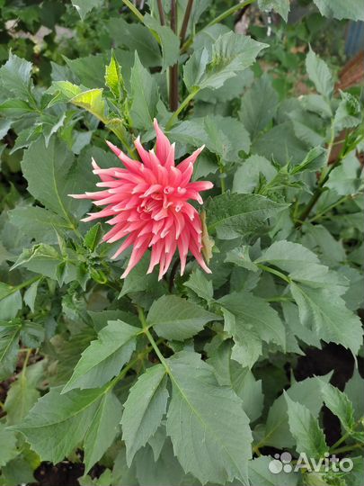 Сентябрины, георгины