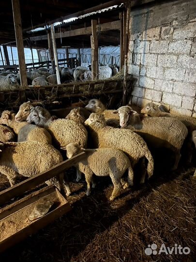 Овцы ягнята