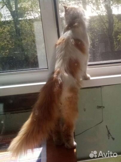 Пристраиваем Кузиньку в добрые ручки,1г. и 2 мес