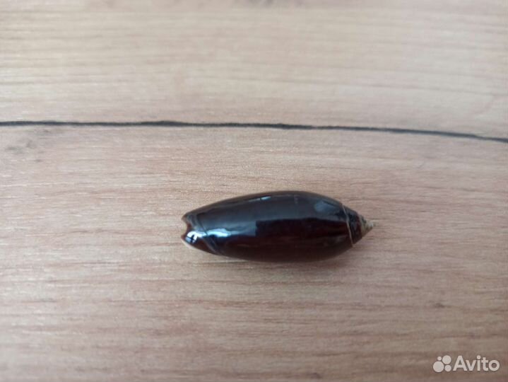 Морская раковина