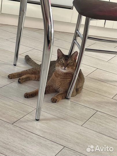 Кот вязка бесплатно