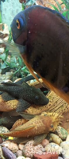 Мальки сомик Анцитрус, еллоу