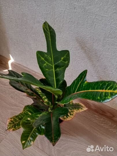 Кротон Экселент