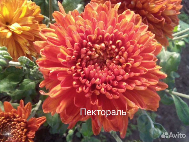 Черенки хризантемы