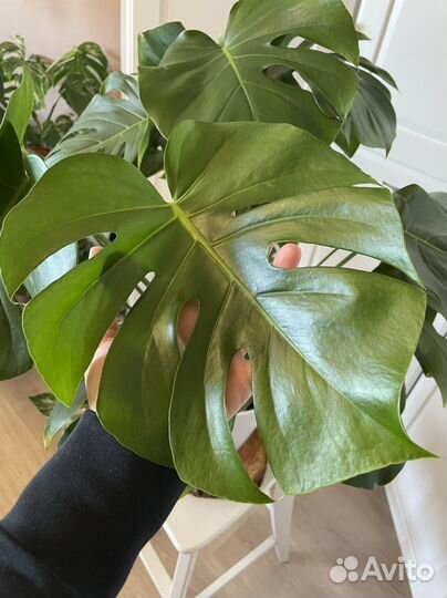 Монстера -взрослый пышный куст