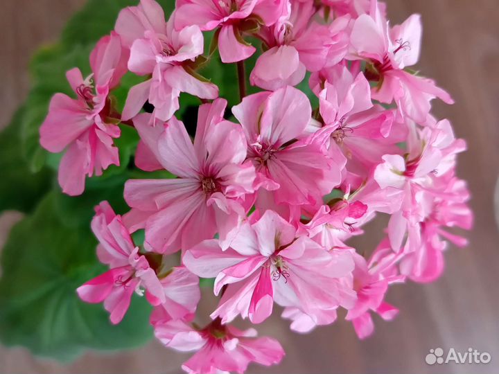 Герань пеларгония