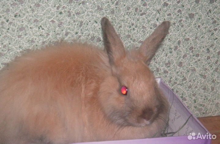 Уход за животными