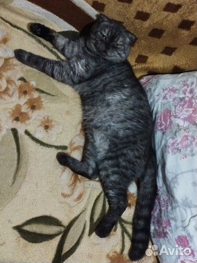 Отдам кота